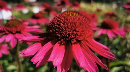 Echinacea pur. 'Delicious Candy' (2).jpg