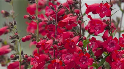 Penstemon Harlequin Red Vitroflora.jpg
