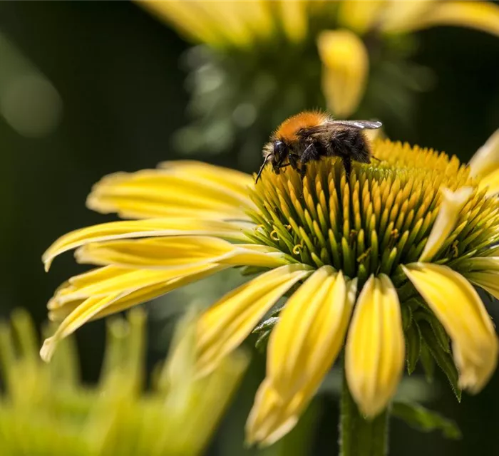 Echinacea purpurea, gelb (GS412338.jpg)