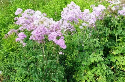 Juni-Thalictrum.jpg