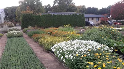 Gärtnerei Heliopsis.jpg