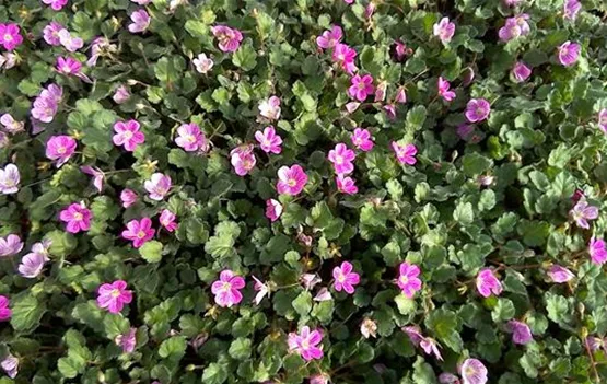 Erodium variable 'Bishop' (3).jpg