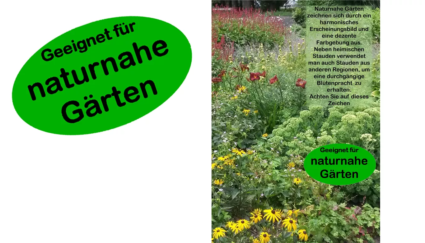 Naturnahe Stauden Plakat-weißer Hintergrund mit zeichen.jpg