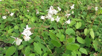 Epimedium Alabaster (2).JPG