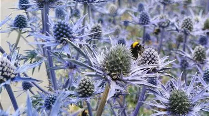 Eryngium 'Lapis Blue'.jpg