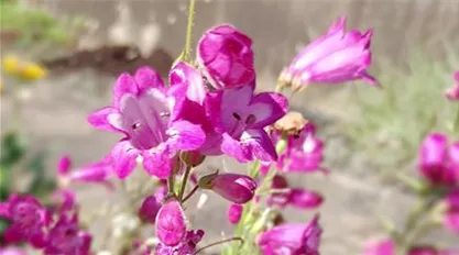 Penstemon hybride 'Harlequin Magenta'.jpg