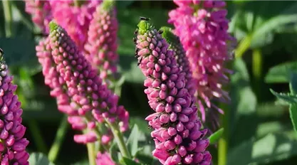 Veronica longifolia 'First Love'.jpg